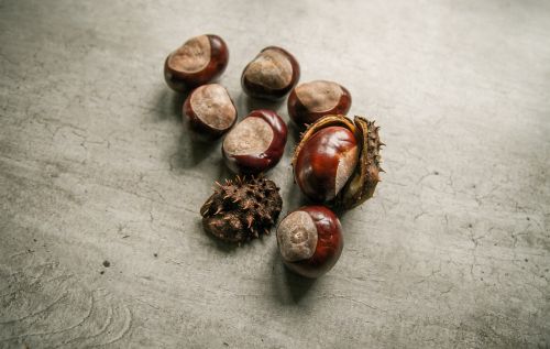 chestnuts fresh food