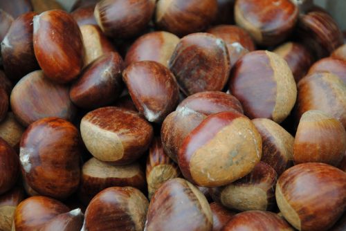 chestnuts chestnut sweet chestnut
