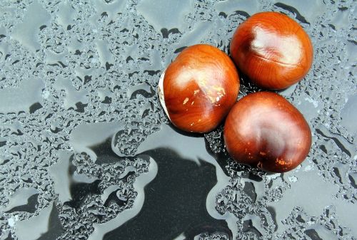 chestnuts rain nature