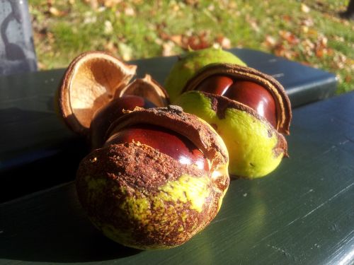 chestnuts chestnut autumn