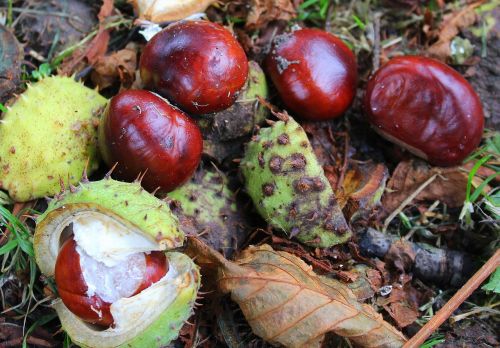 chestnuts horse chestnut autumn