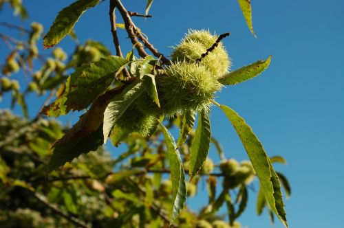 chestnuts chestnut prickly