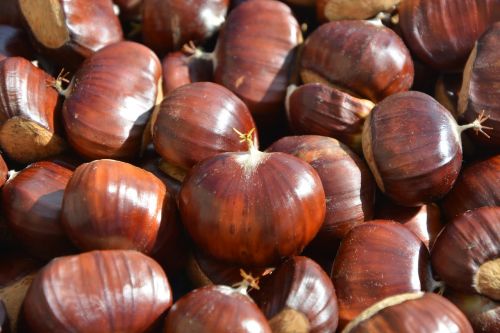 chestnuts fruit chestnut