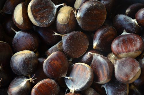 chestnuts forest autumn