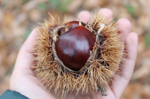 chestnuts curly autumn