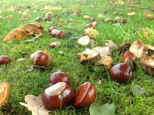 chestnuts autumn garden