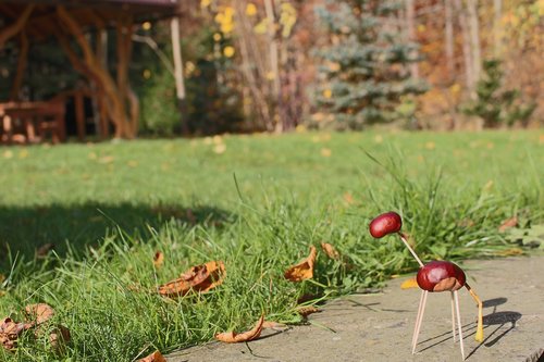 chestnuts  autumn