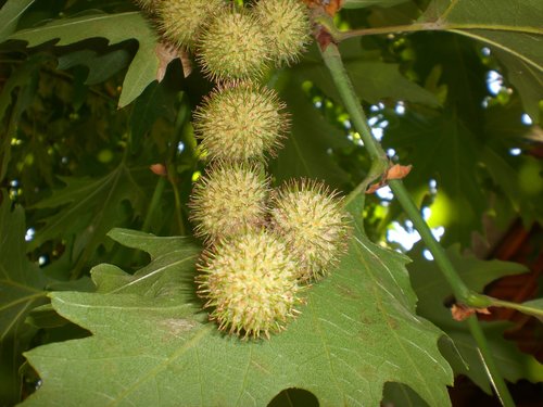 chestnuts  chestnut  spring