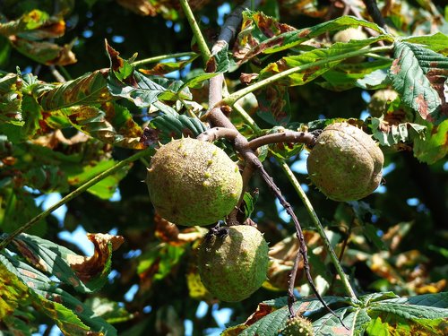 chestnuts  tree  fruit