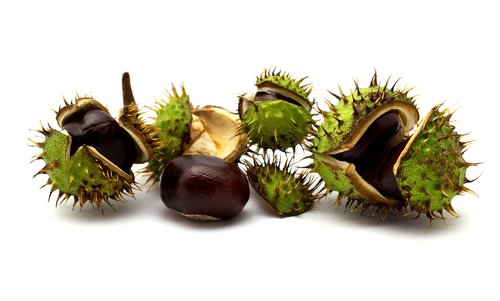 chestnuts  nuts  c