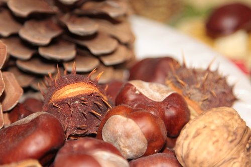chestnuts  cones  pine cone