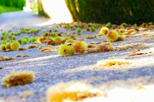 chestnuts  soil  autumn