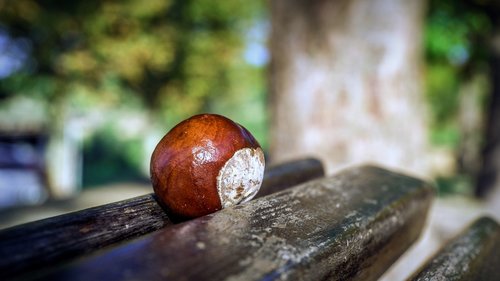 chestnuts  fruit  brown