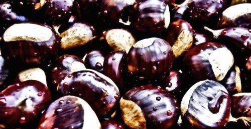 chestnuts piancastagnaio home page