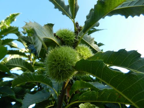 chestnuts nature tree