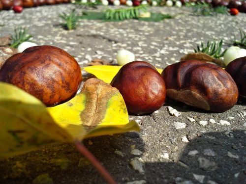 chestnuts autumn autumnal