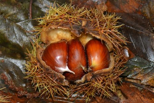 chestnuts nature autumn