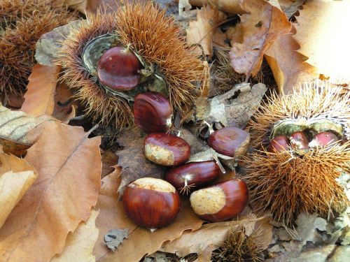 chestnuts curly autumn