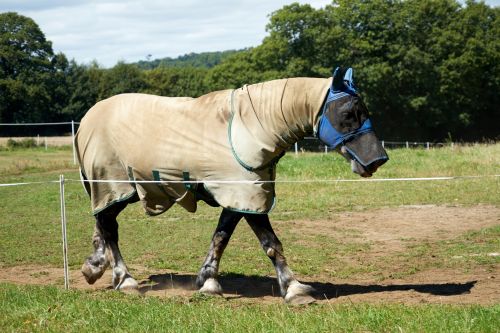 Horse In The Meadow