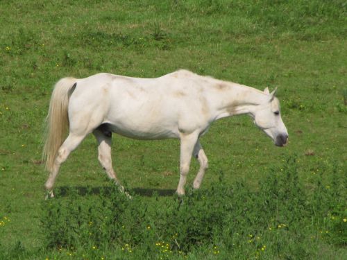 White Horse 2