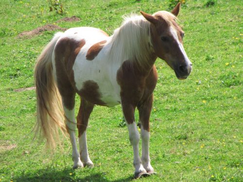 Brown And White Horse