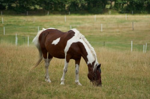 Horse In The Meadow