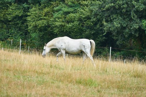 Horse In Fields