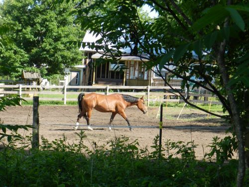 Horse Neighbor