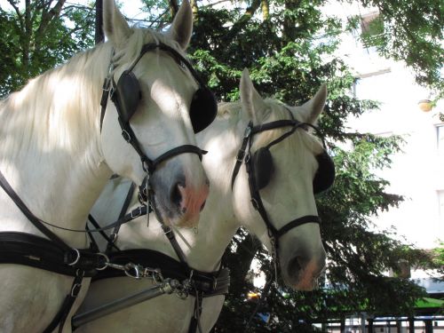 Horses Boulogne