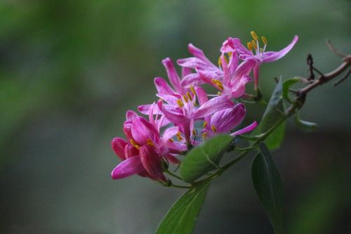 chevrefeuille flowers pink