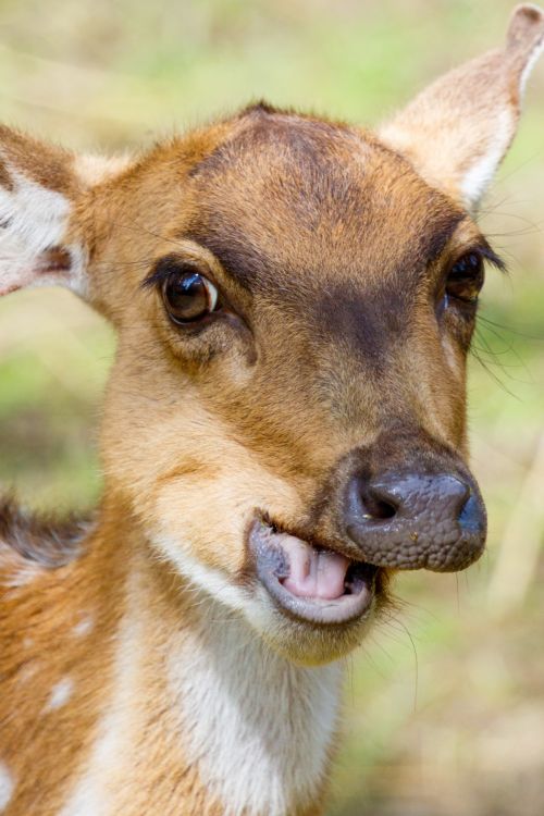 Chewing Deer