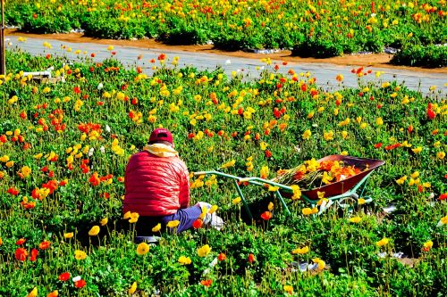 chiba flowers plant