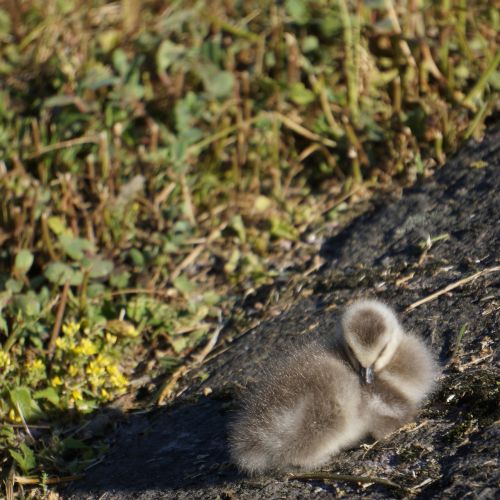 chick nestling gosling