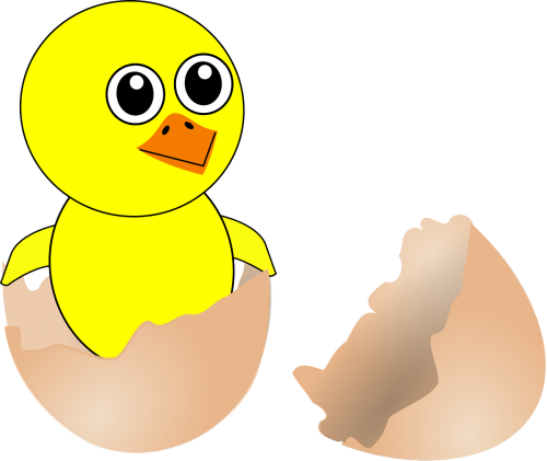chick hatching egg