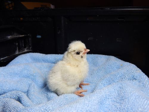 chick chicken farm