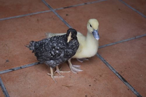 chick duck farm