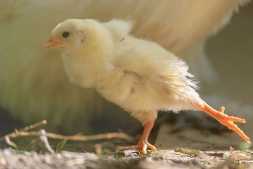 chick  gallinacé  animal
