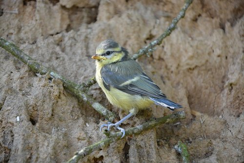 chick  bird  blue tit