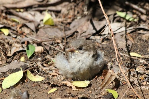 chick  sparrow  little