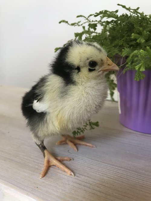 chick  chicken  baby