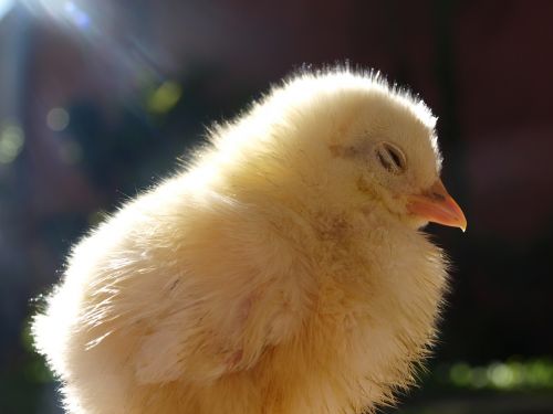 chick livestock young