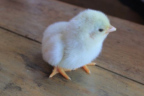 chick chicken baby chick