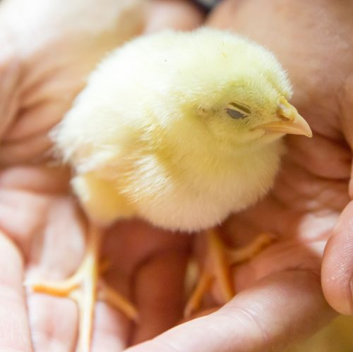 Chick In Hands