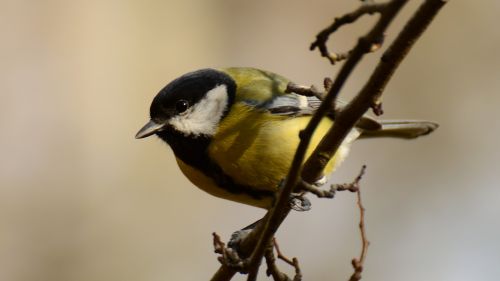 chickadee great tit nature