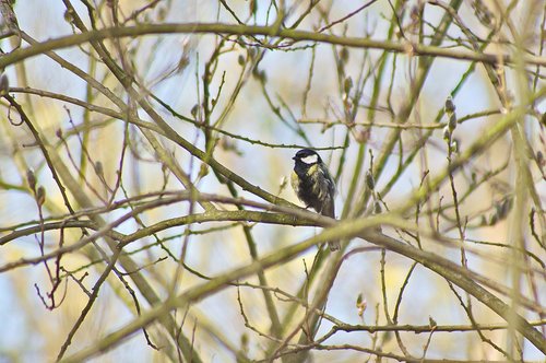 chickadee  spring  bird