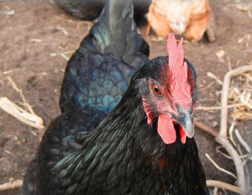 chicken hen nero