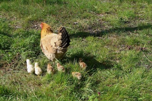 chicken chicks nature