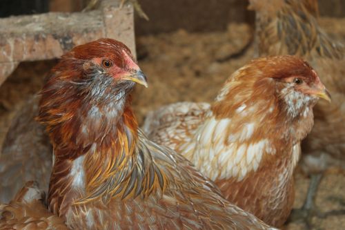 chicken ameraucuna farm