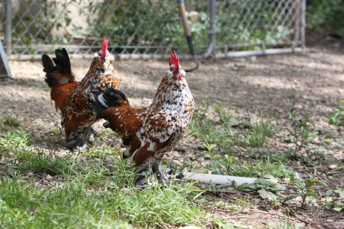 chicken cockerel americauna