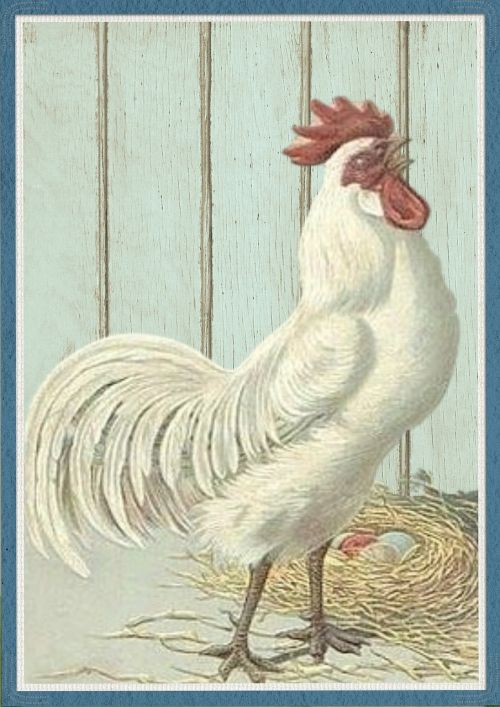chicken wooden background